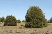 Juniperus thurifera 6805 (*)