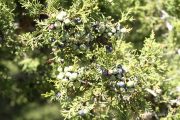 Juniperus thurifera 6810 (*)