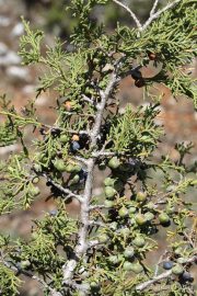 Juniperus thurifera 6811 (*)
