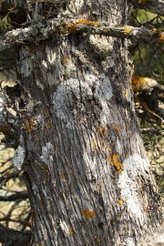 Juniperus thurifera 6818 (*)