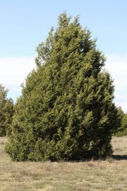 Juniperus thurifera 6825 (*)