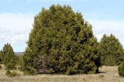 Juniperus thurifera 6827 (*)