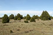 Juniperus thurifera 6831 (*)