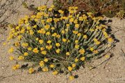 Helichrysum stoechas 0024 (*)