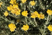 Helichrysum stoechas 0025 (*)