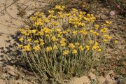 Helichrysum stoechas 0039 (*)
