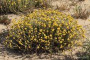 Helichrysum stoechas 0040 (*)