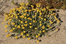 Helichrysum stoechas 0024 (*)