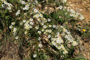 Aster pilosus 2109 (*)