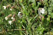 Silene latifolia 8839 (*)
