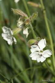 Silene latifolia 8840 (*)