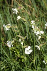 Silene latifolia 8841 (*)