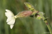 Silene latifolia 8842 (*)