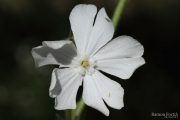 Silene latifolia 8846 (*)