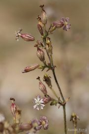 Silene niceensis 8867 (*)