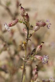 Silene niceensis 8869 (*)