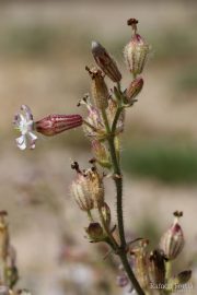 Silene niceensis 8874 (*)