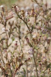 Silene niceensis 8875 (*)