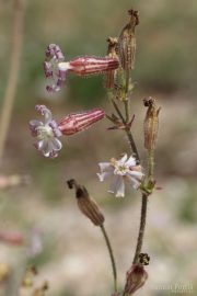 Silene niceensis 8879 (*)
