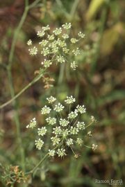 Ammi majus 1177 (*)
