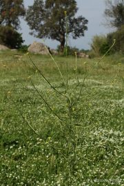 Sisymbrium officinale 8927 (*)