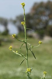 Sisymbrium officinale 8929 (*)