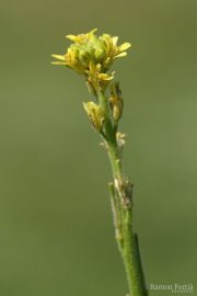 Sisymbrium officinale 8931 (*)