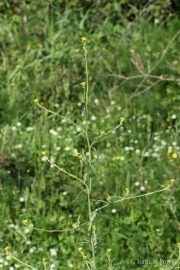 Sisymbrium officinale 8935 (*)