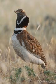 Tetrax tetrax 0212 (****)