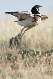 Tetrax tetrax 0614 (****)