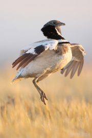 Tetrax tetrax 9383 (****)