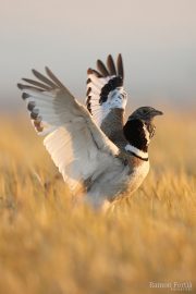 Tetrax tetrax 9406 (***)