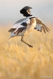 Tetrax tetrax 9407 (****)