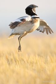 Tetrax tetrax 9427 (****)