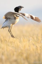 Tetrax tetrax 9431 (****)