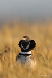 Tetrax tetrax 9437 (***)