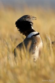 Tetrax tetrax 9482 (***)