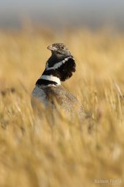 Tetrax tetrax 9584 (***)