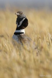 Tetrax tetrax 9585 (***)