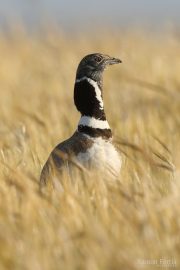 Tetrax tetrax 9605 (***)