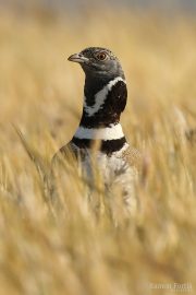 Tetrax tetrax 9616 (***)