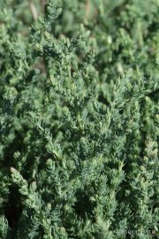 Suaeda maritima 0450 (*)