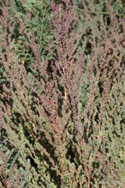 Suaeda maritima 0453 (*)