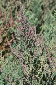 Suaeda maritima 0460 (*)