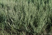 Suaeda maritima 0490 (*)