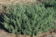 Suaeda maritima 0491 (*)