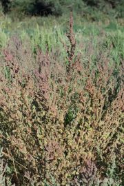 Suaeda maritima 0500 (*)