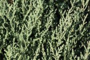 Suaeda maritima 0503 (*)