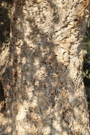 Quercus suber 0380 (*)