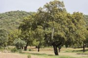 Quercus suber 3298 (*)